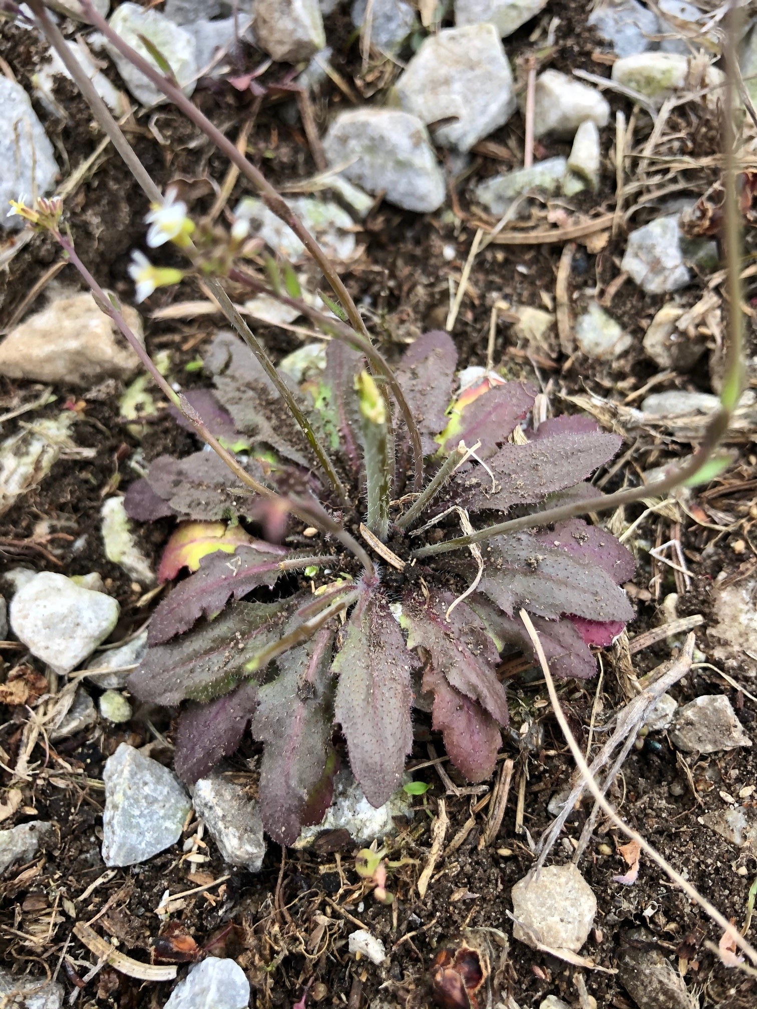 whitlow grass1